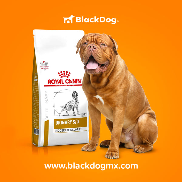 Royal Canin Urinary SO Moderate Calorie Canine / Vías Urinarias Bajo en Calorías