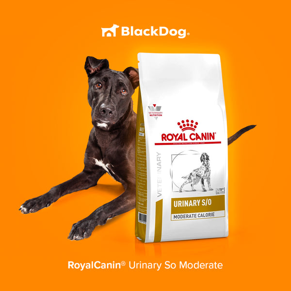 Royal Canin Urinary SO Canine / Vías Urinarias